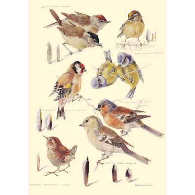 Mildred Eldridge - Garden Birds - Postcard